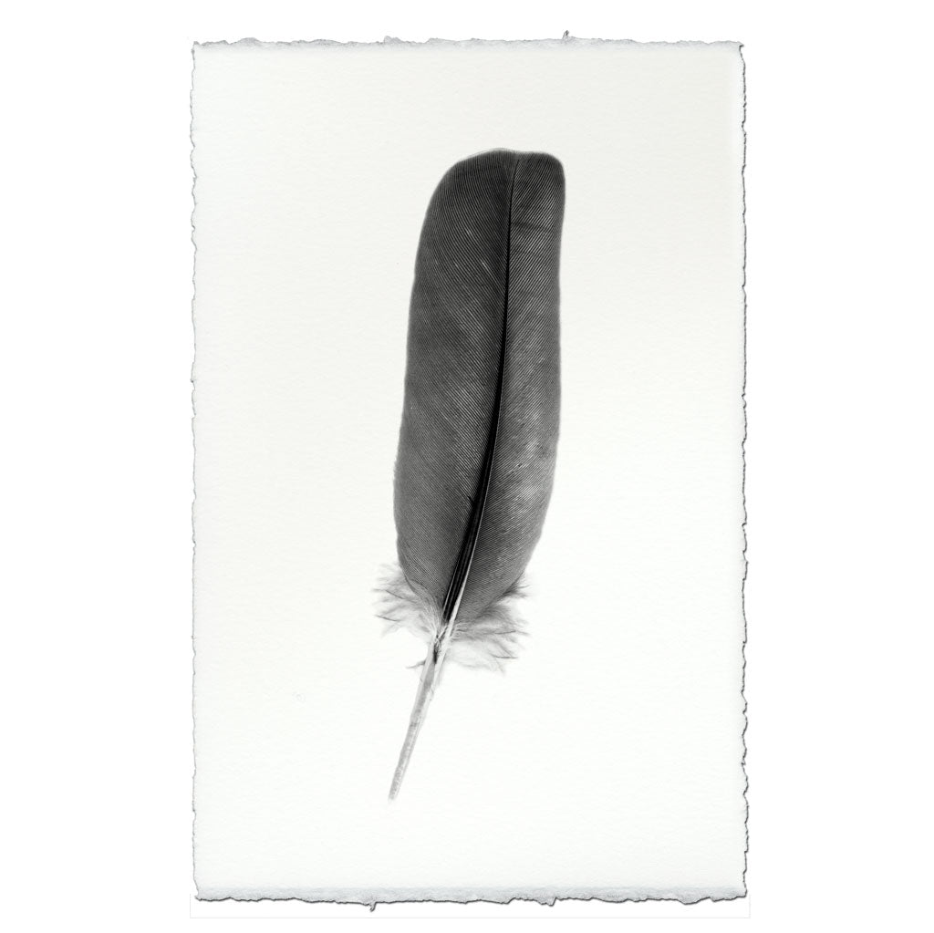 Feather Study #4 (Dove) - BARLOGA STUDIOS- fine photographs on ...