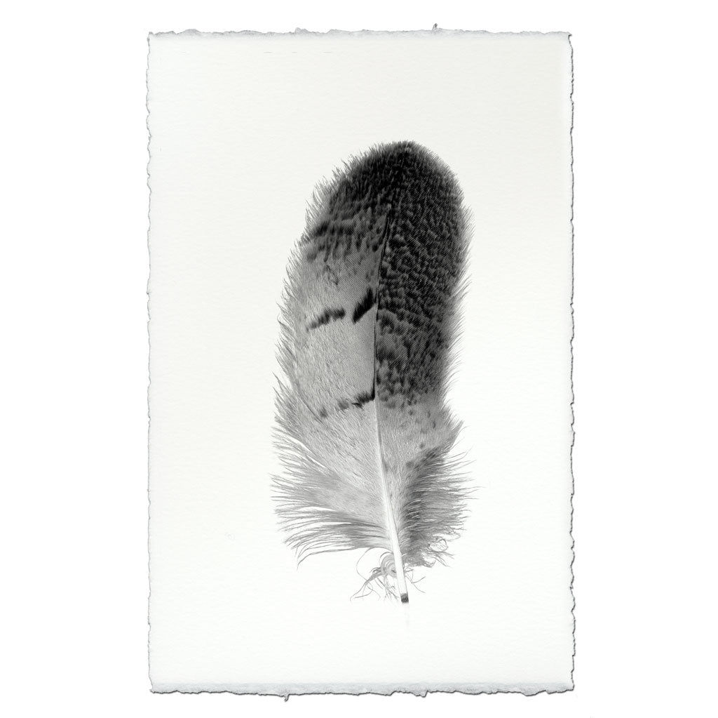 Feather Study #7 (Owl) - BARLOGA STUDIOS- fine photographs on ...