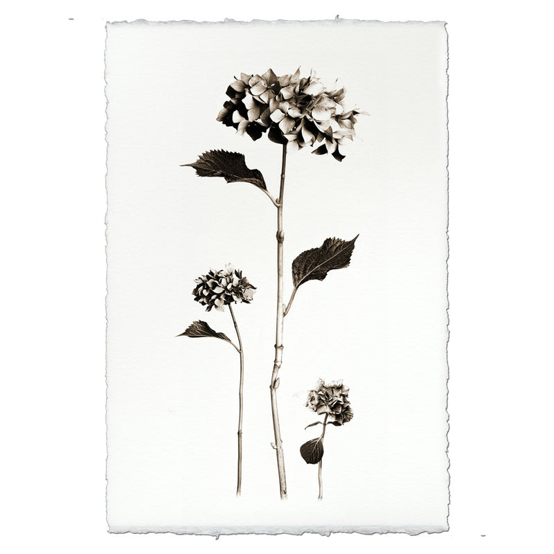 Hydrangeas - BARLOGA STUDIOS- fine photographs on intriguing papers