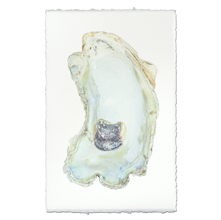DICH HENDERSON PRINT SHEETOP oyster 販売純正品 bharatbasket.com