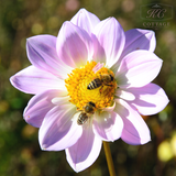 Plants for Bees Dahlias