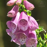 Plants for Bees Foxgloves