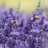 Plants for Bees Lavender