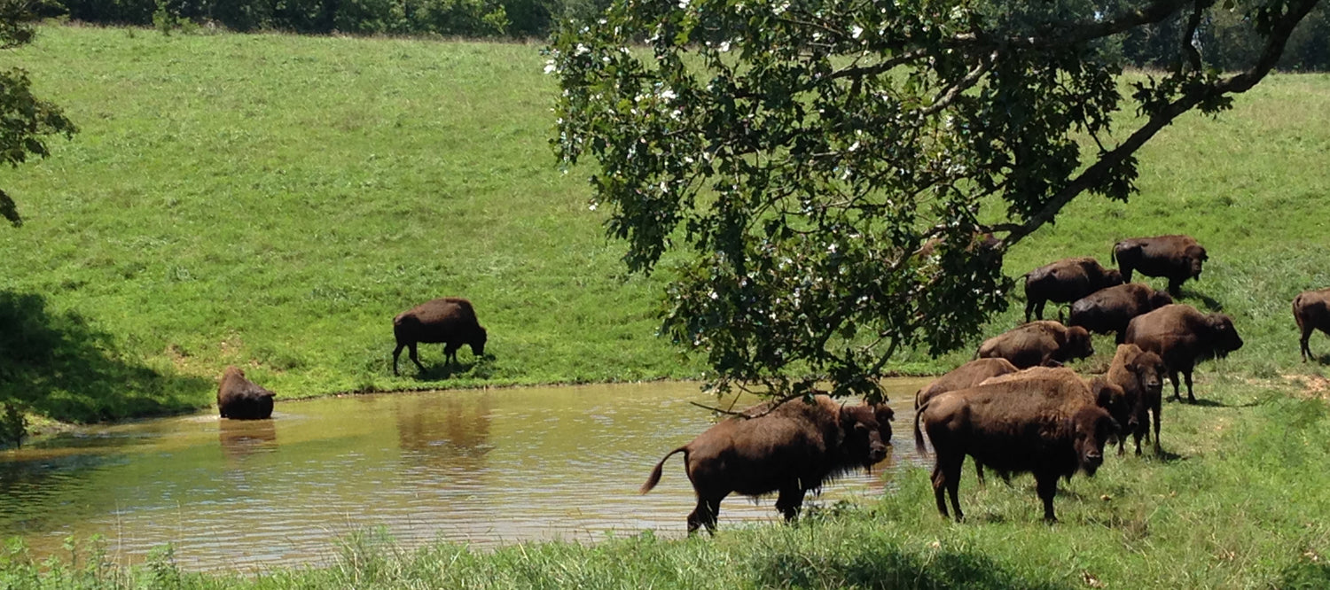 Bison Ranch