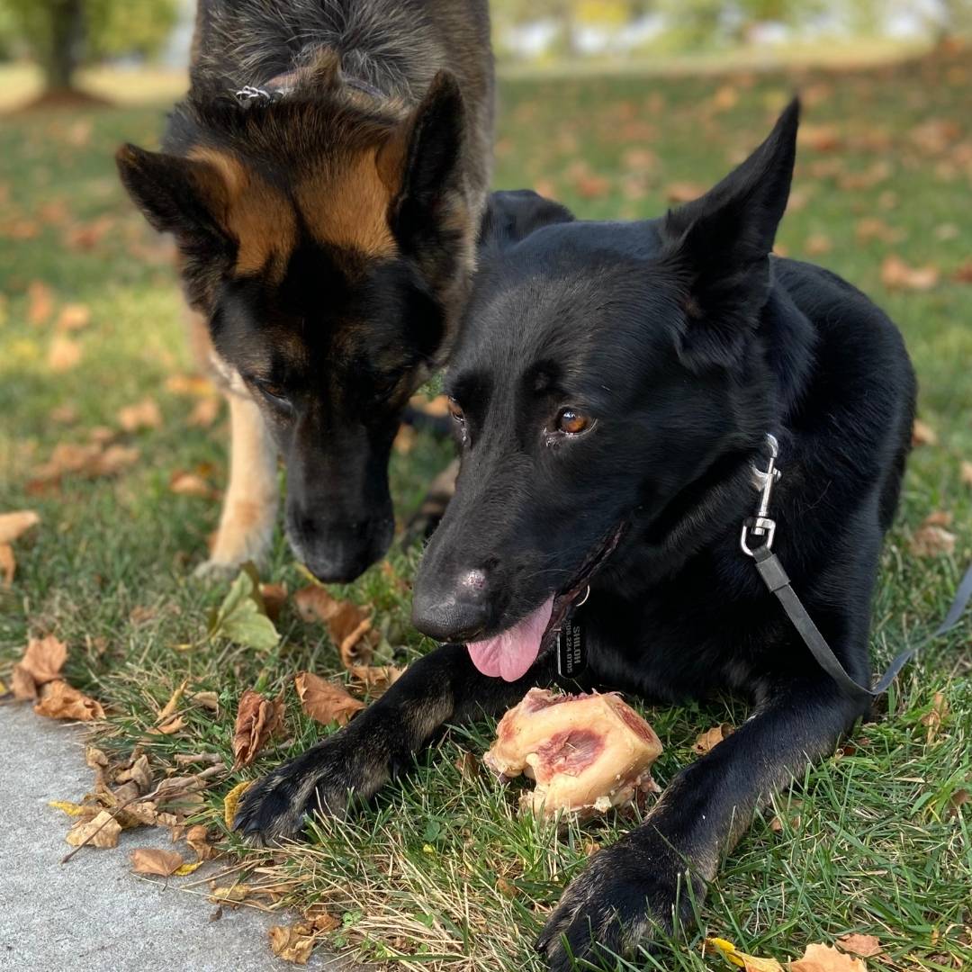 are bison bones safe for dogs