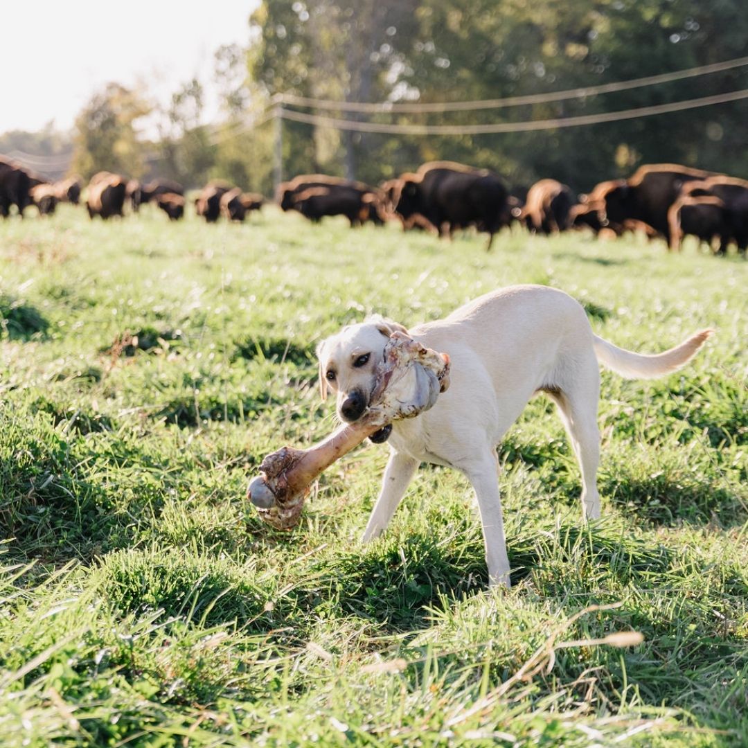 are bison bones safe for dogs