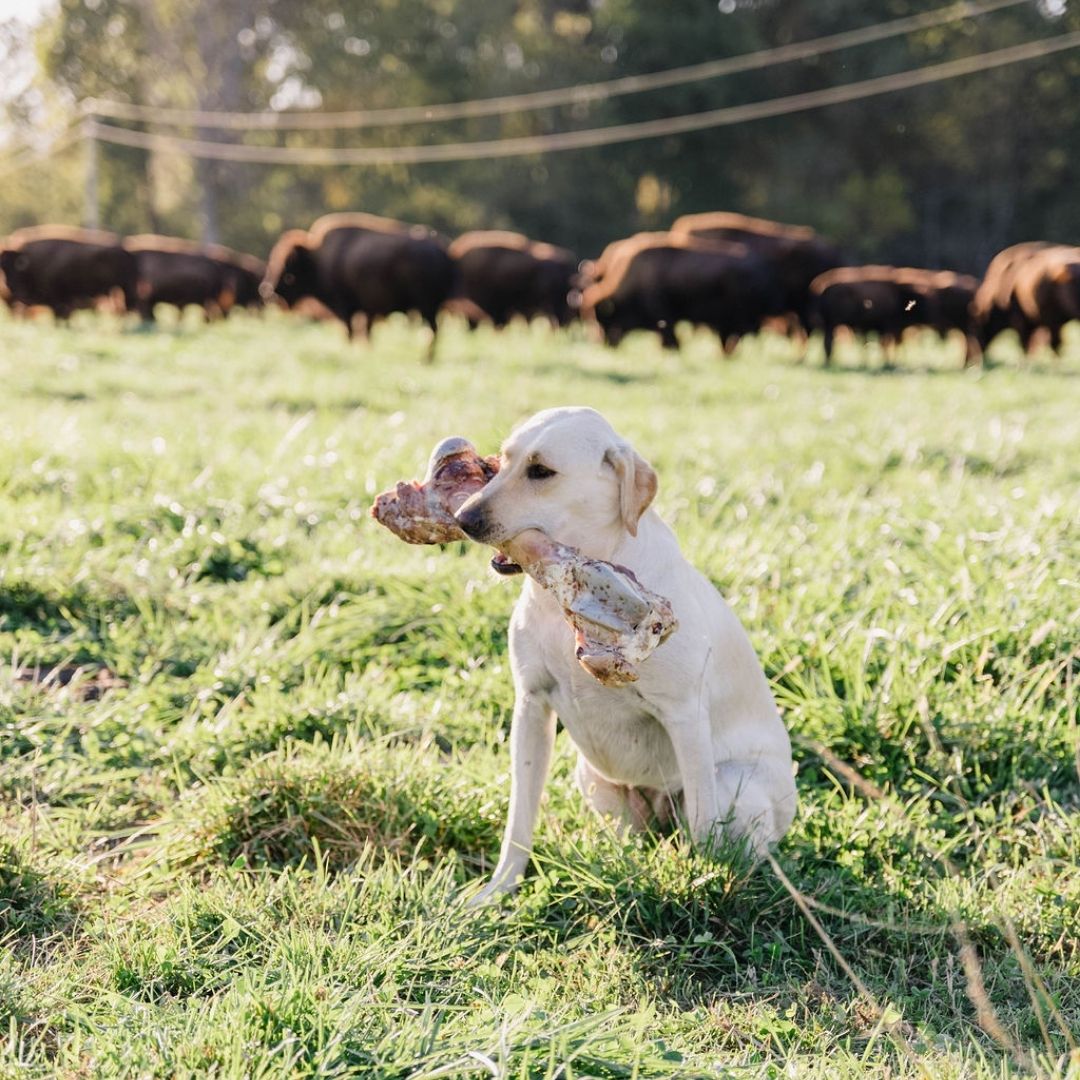 are bison bones safe for dogs