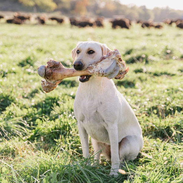 are smoked femur bones safe for dogs