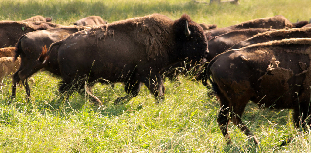 bison and elk meat for sale