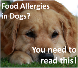 can you do an allergy test on a dog