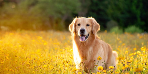 healthy looking raw fed dog