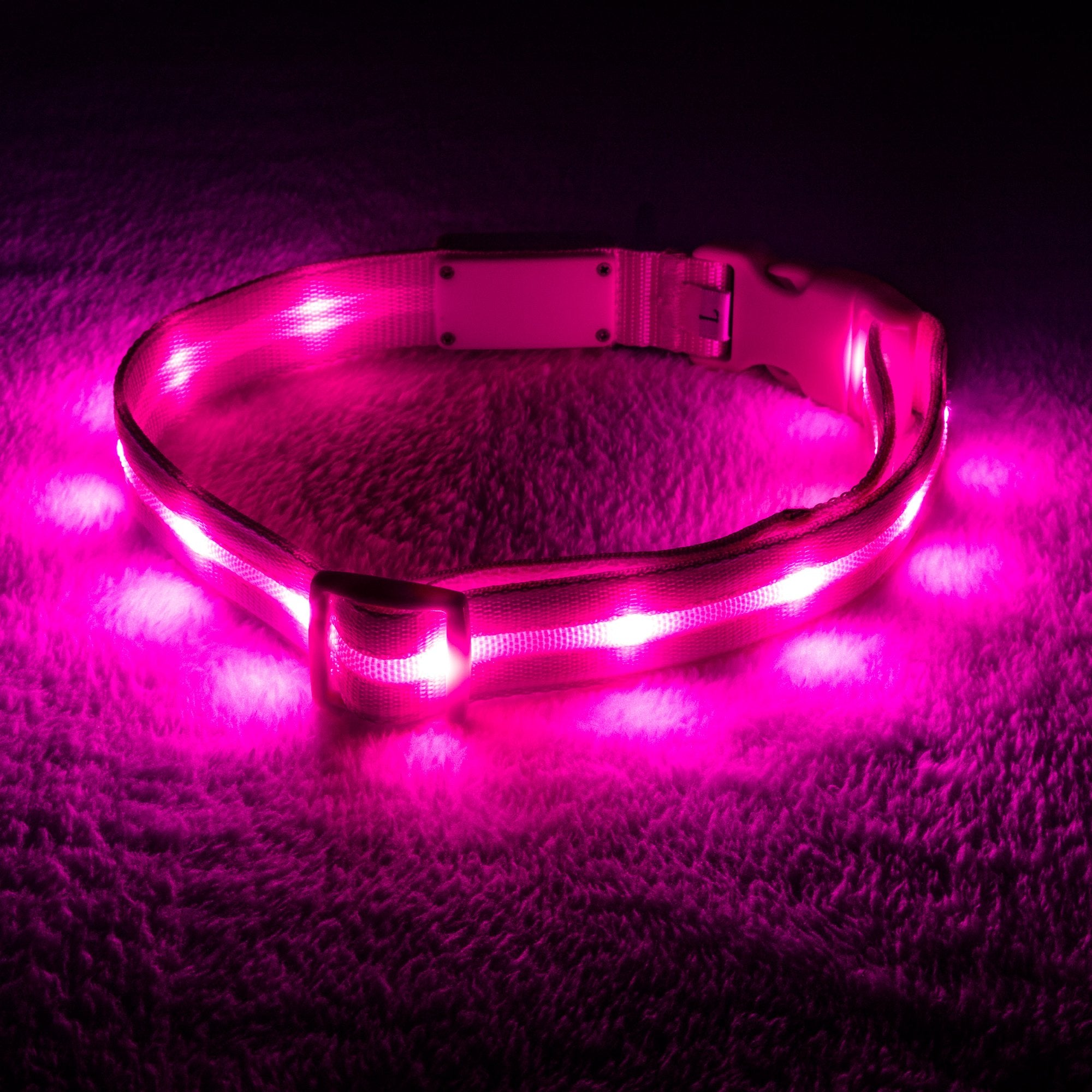 purple led dog collar