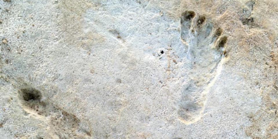 A fossil footprint