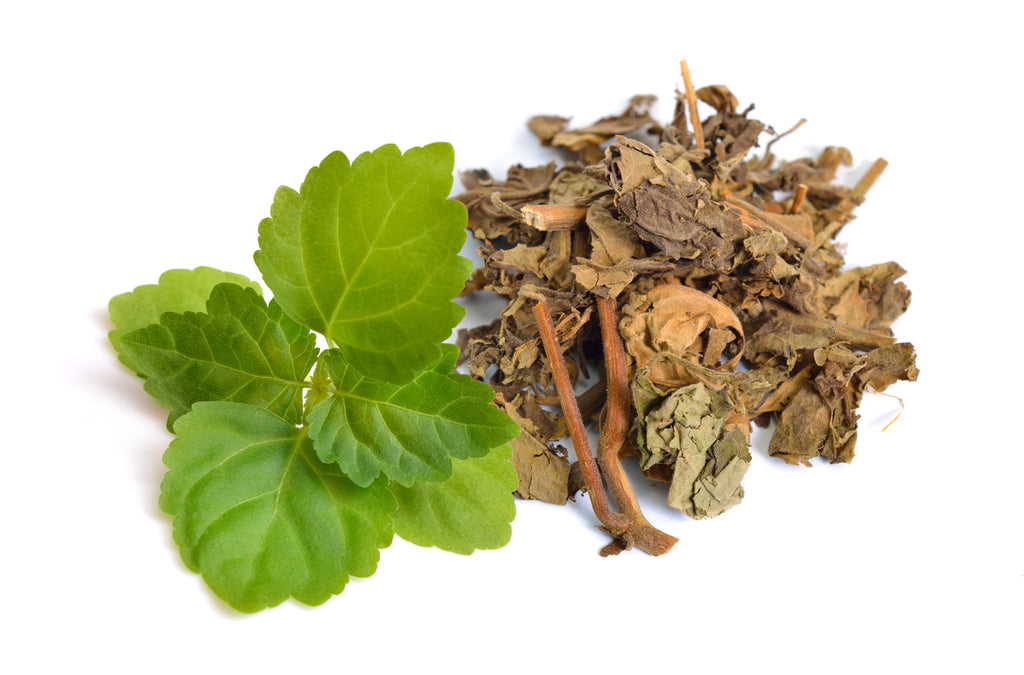 Live and Dried Patchouli Leaves