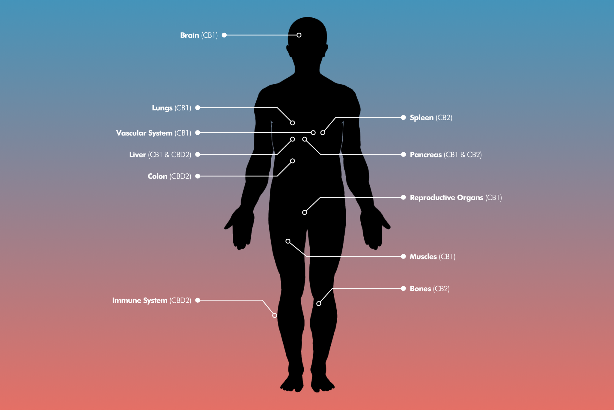 Endocannabinoid System