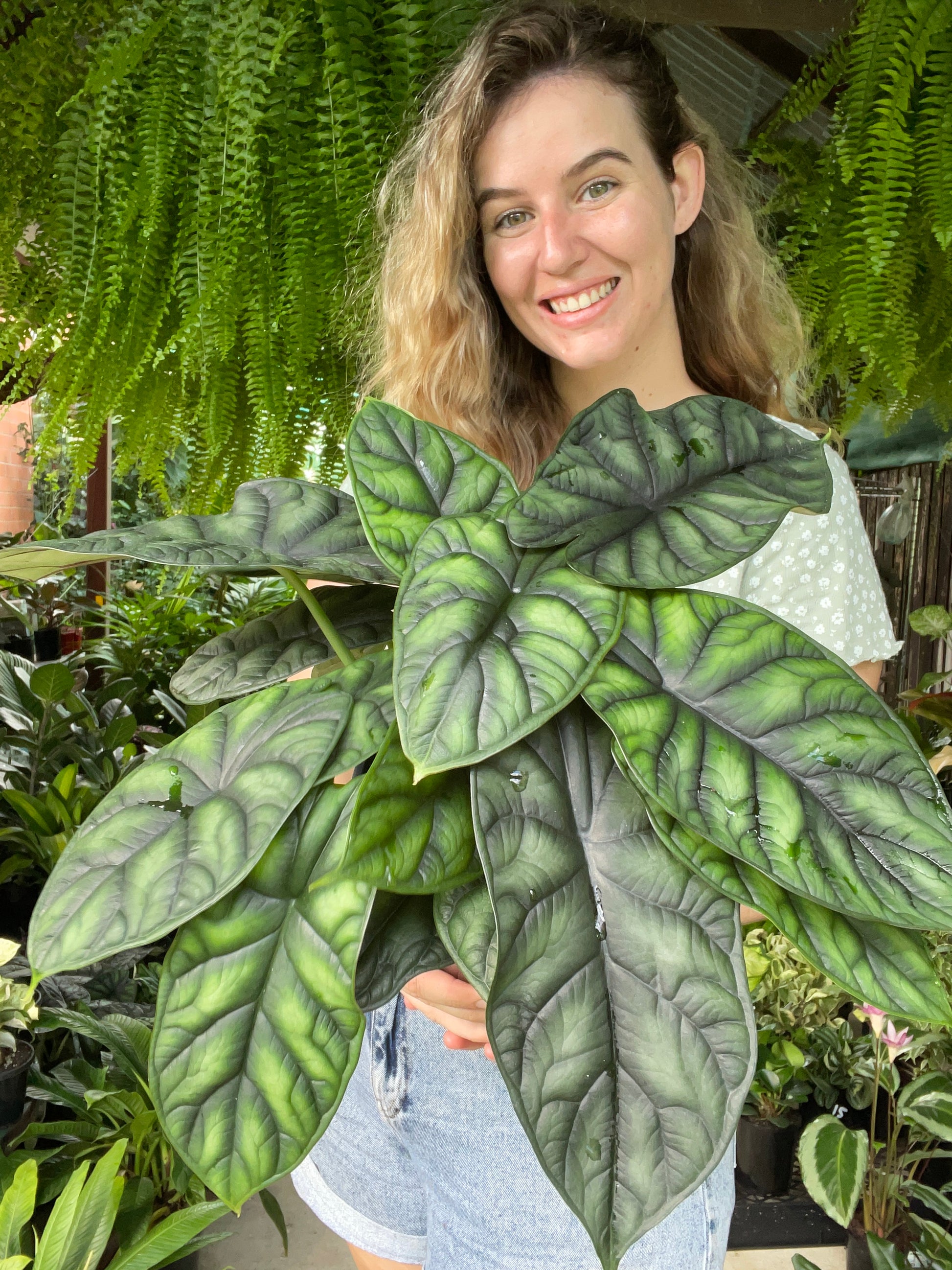 Alocasia Dragon Scale – The Jungle Plant Co