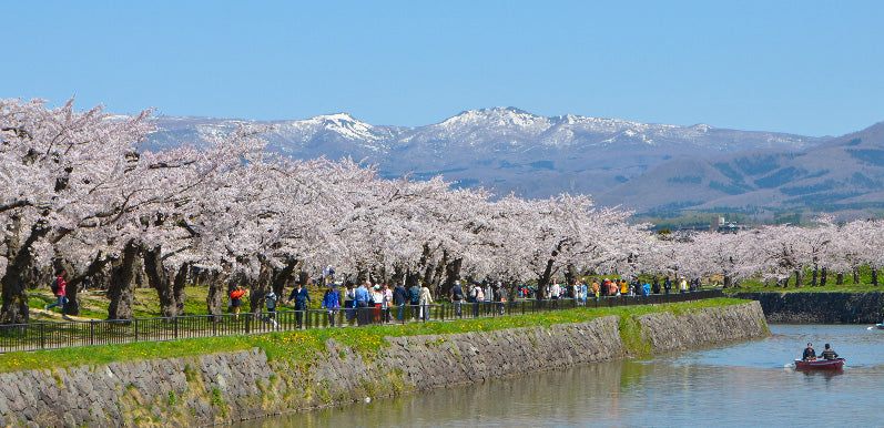 道南|函館の街に咲き誇る桜