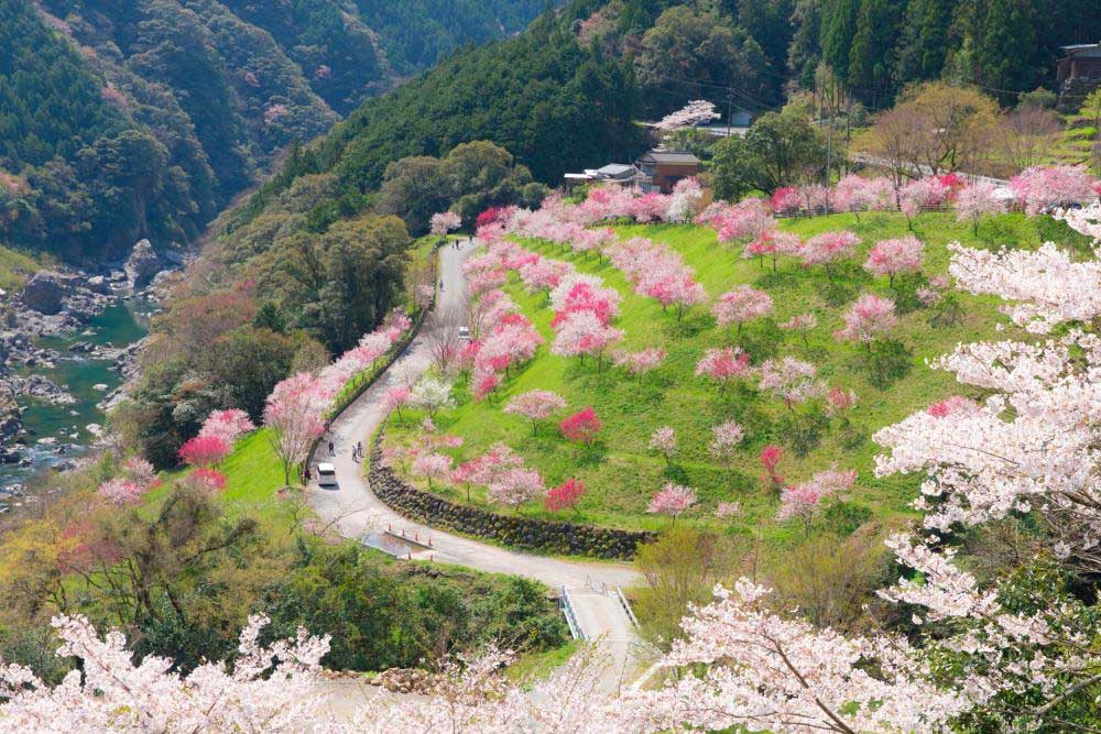 高知県：引地橋の花桃