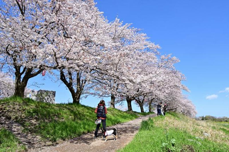 相模川三川合流地点河川敷