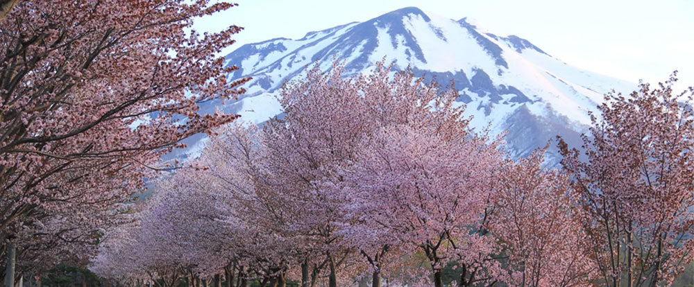 青森県：世界一の桜並木