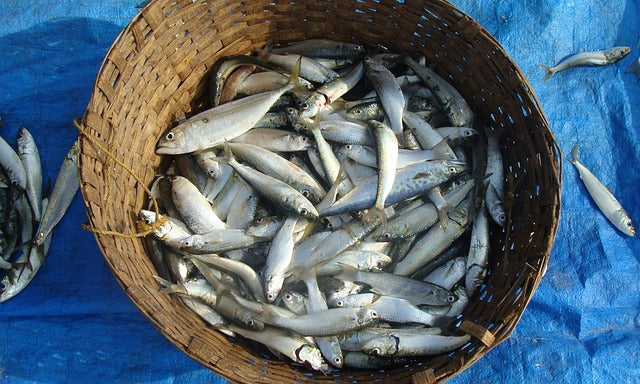 海釣りで釣れる魚