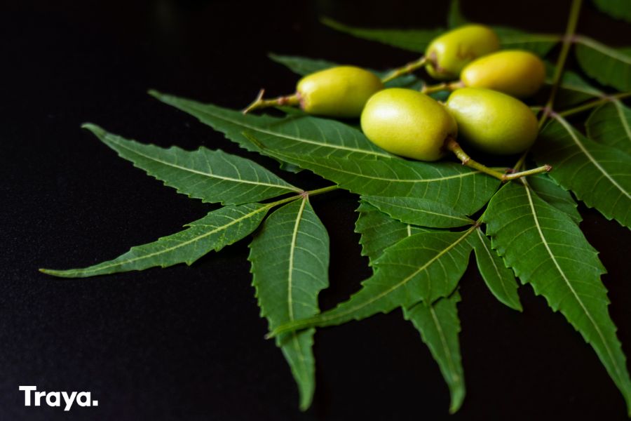 What is NEEM