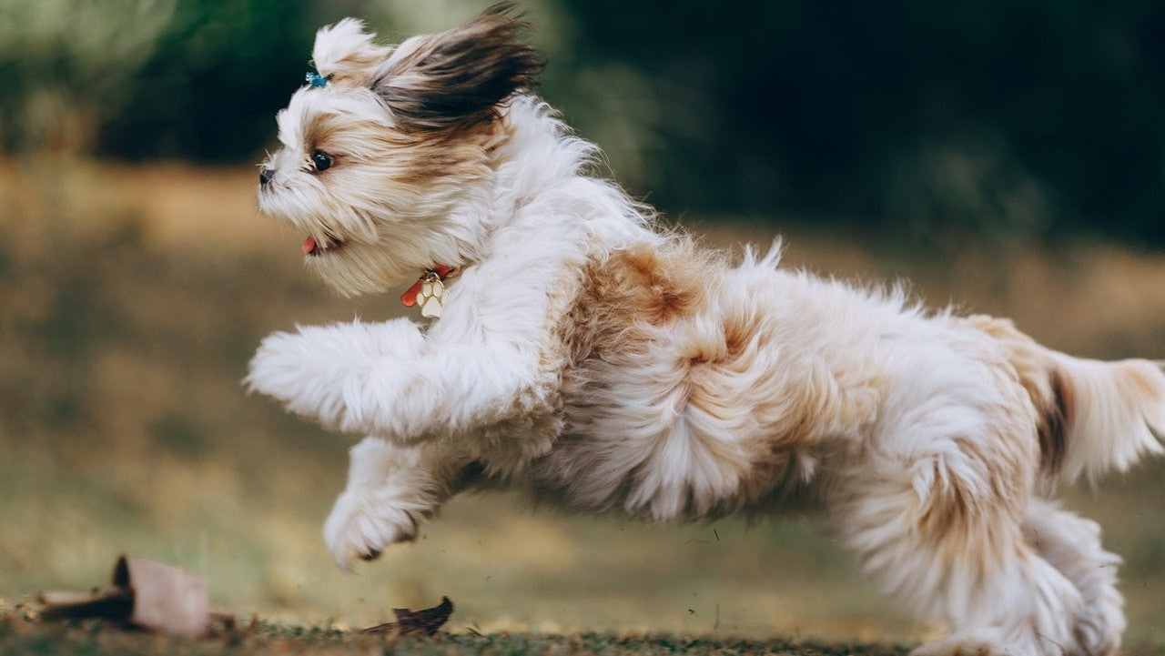what dog breeds make good running partners