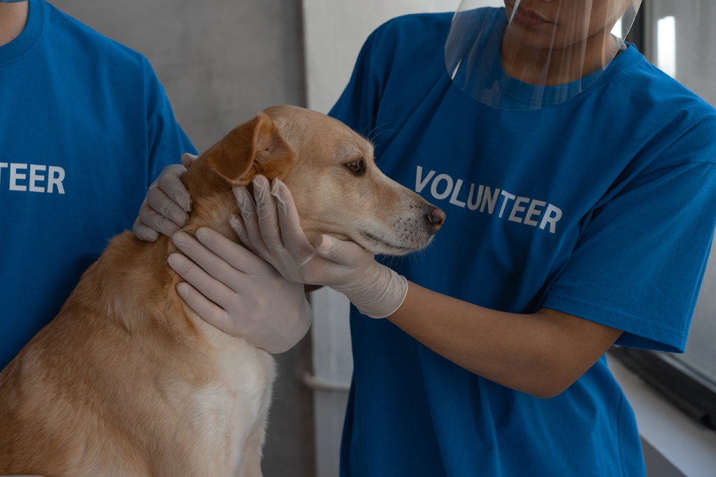 nice dog with volunteers