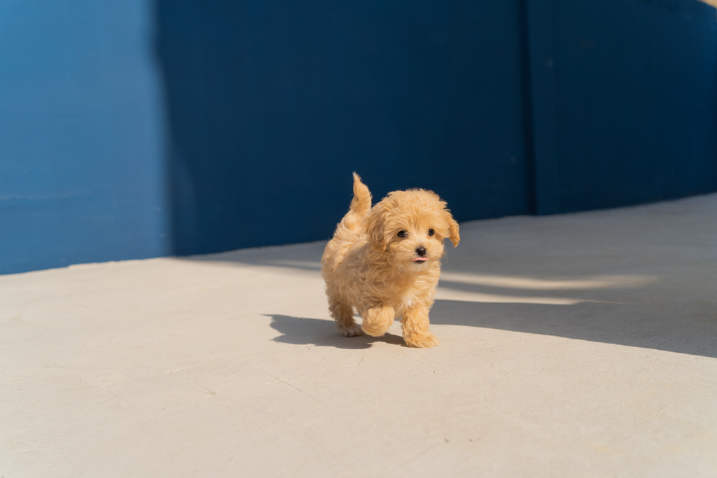 little cute puppy is running