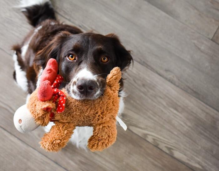 Making Dogs Valentine's Day a Special One 