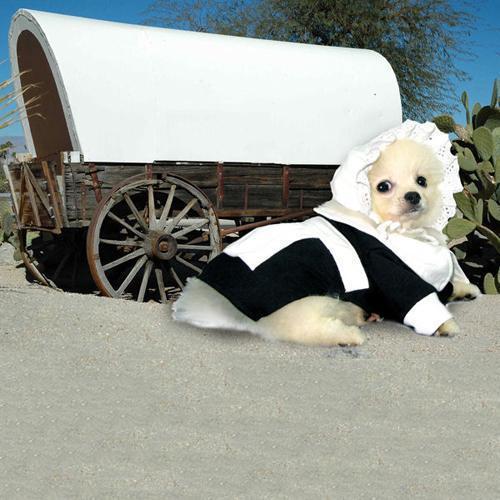 Pilgrim Girl Dog Costume