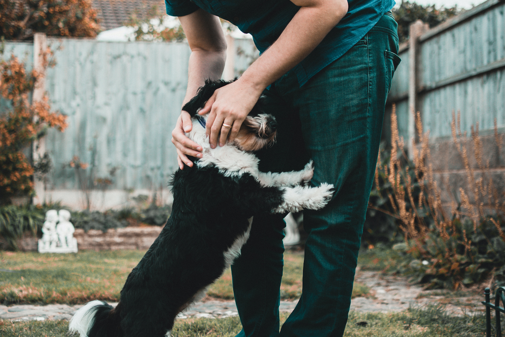 a veterinary behaviorist or a professional trainer can help your dog