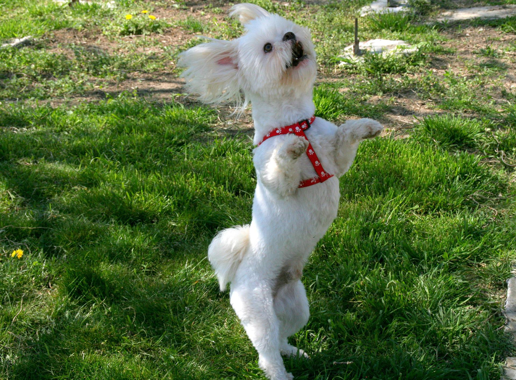 Teach your puppy how to dance!