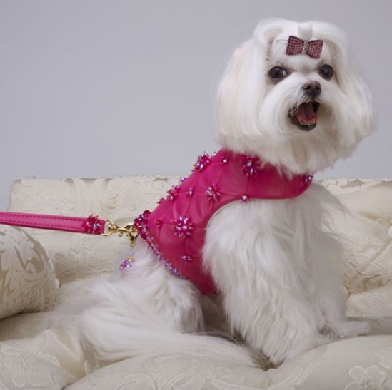 Bitch New York Introduces Chien Coature s New Fall Collection BNY