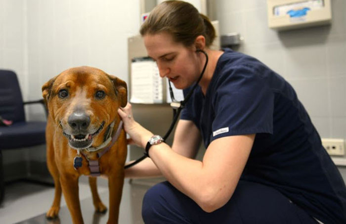 Dog at vet getting checkup