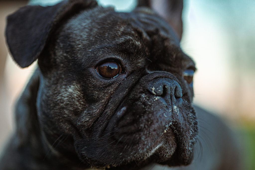 french bulldog in close up