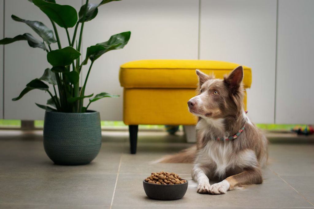 Cute dog with colorful collar next to the food bowl