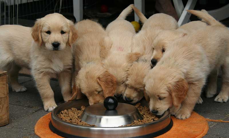 Dogs eating meat-based kibble