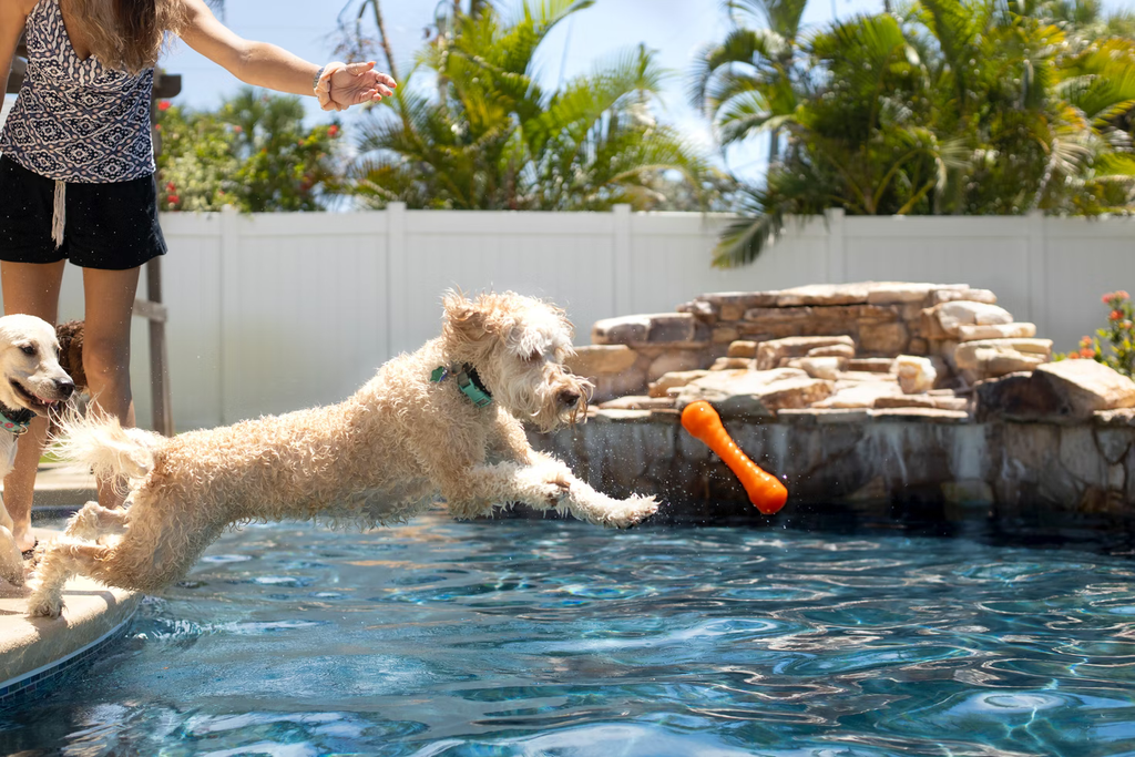 the dog jumps into the pool for a toy