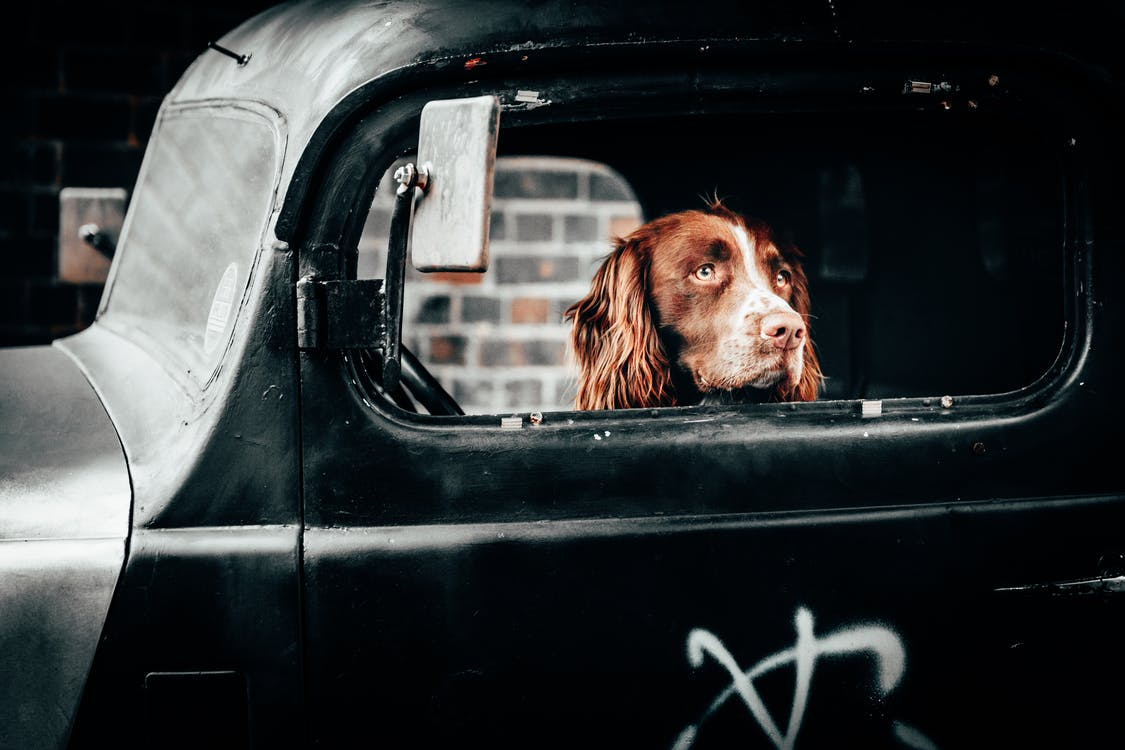 Dog inside a car looking out the window