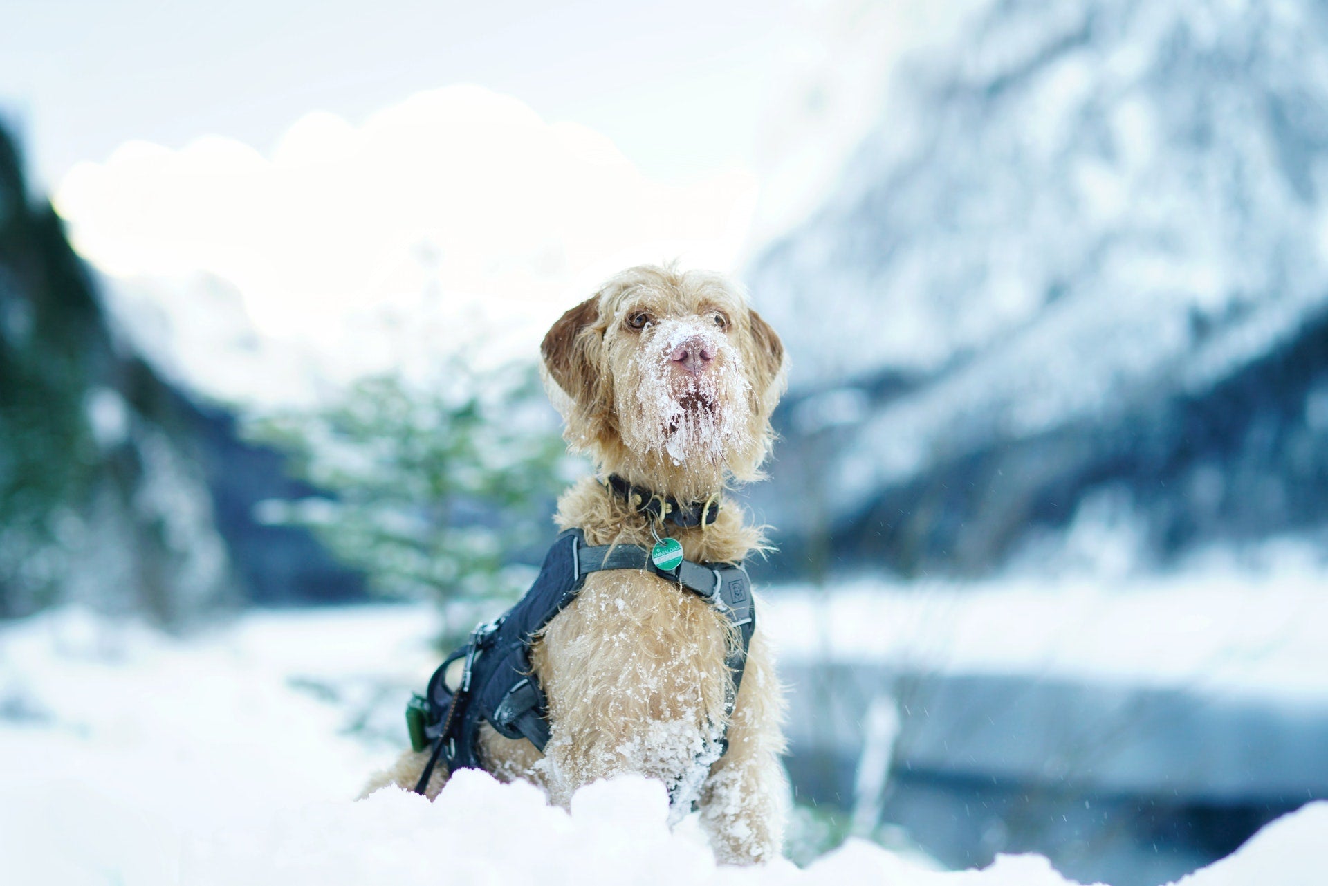 Dog in a Snow near Mountains