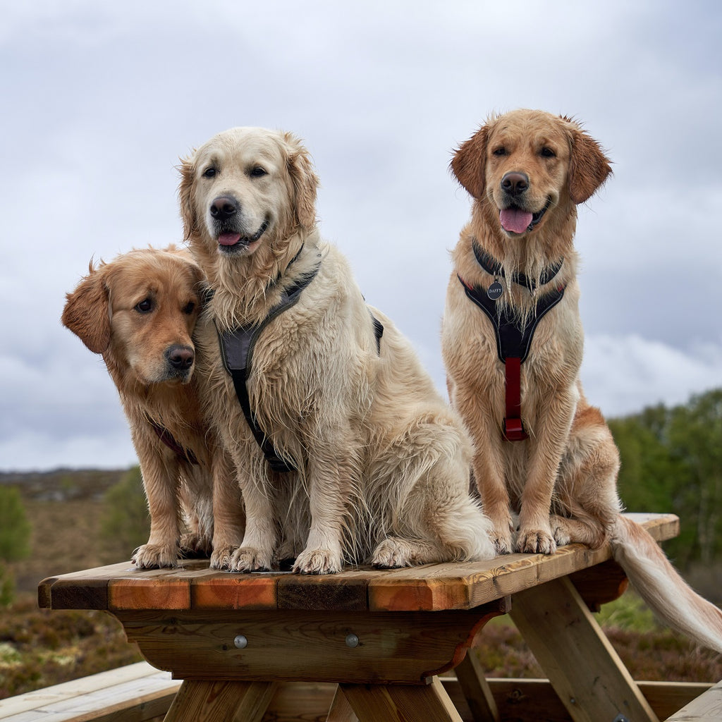 Golden retrievers sitting on a wooden table. 