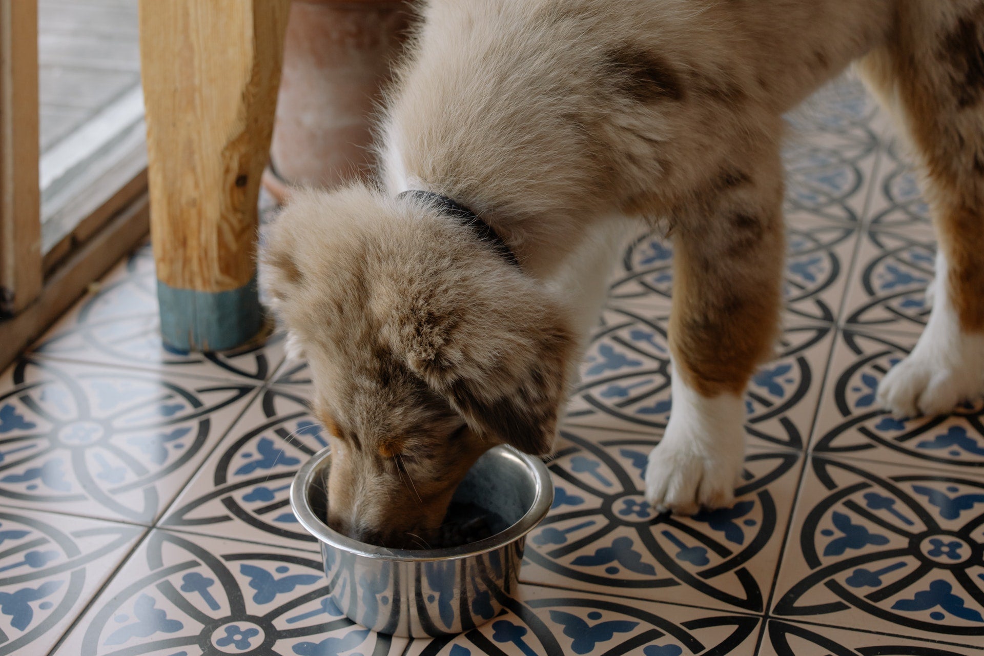 How to Pick Dog Food for Puppies and Adult Dogs