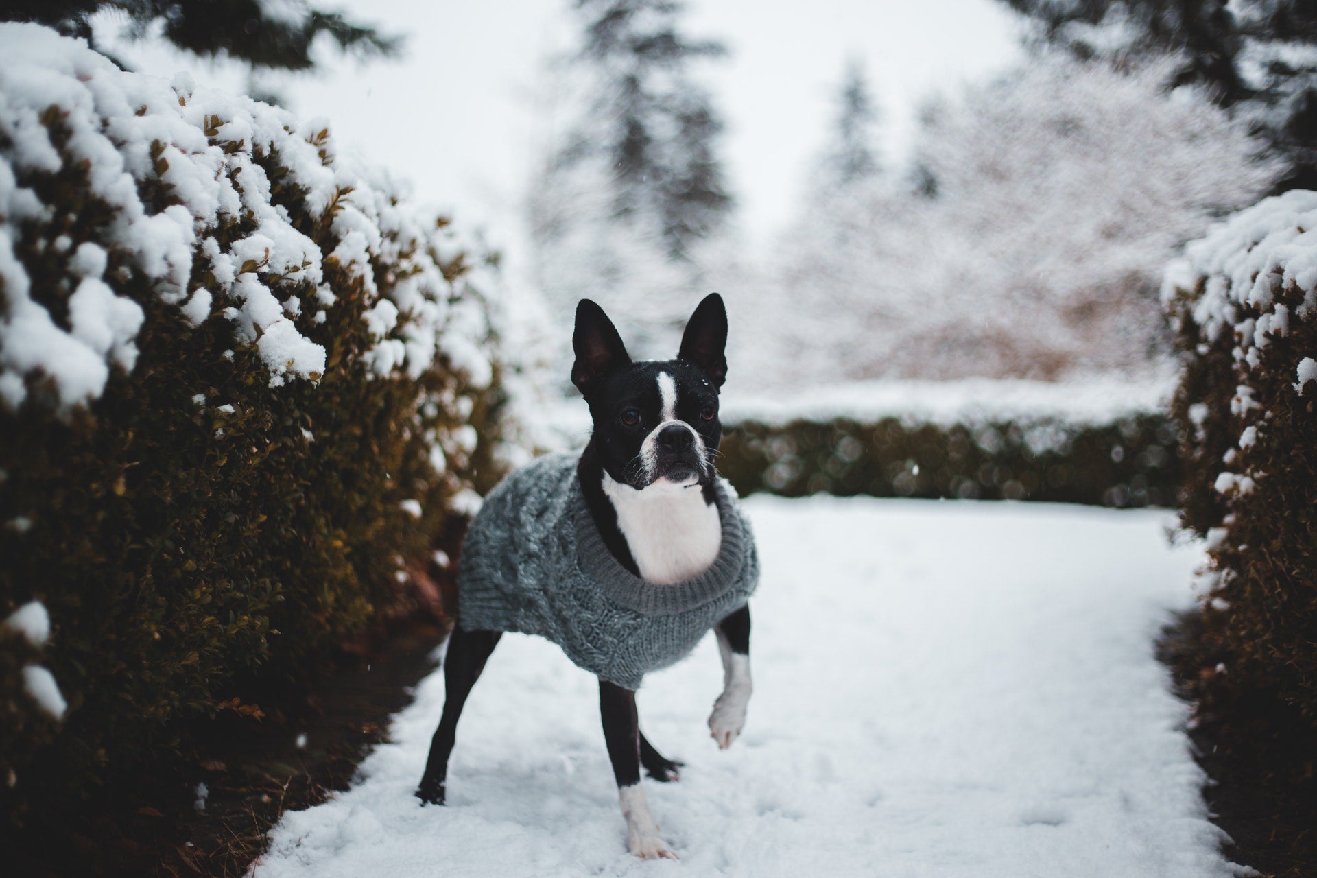 Dog in a Snow