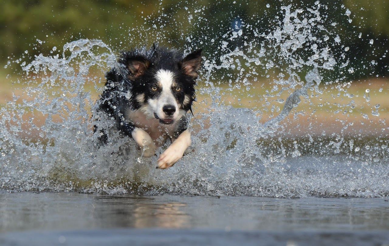 Dog Runs in Water