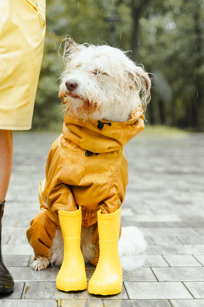 White dog in orange rain coat. 