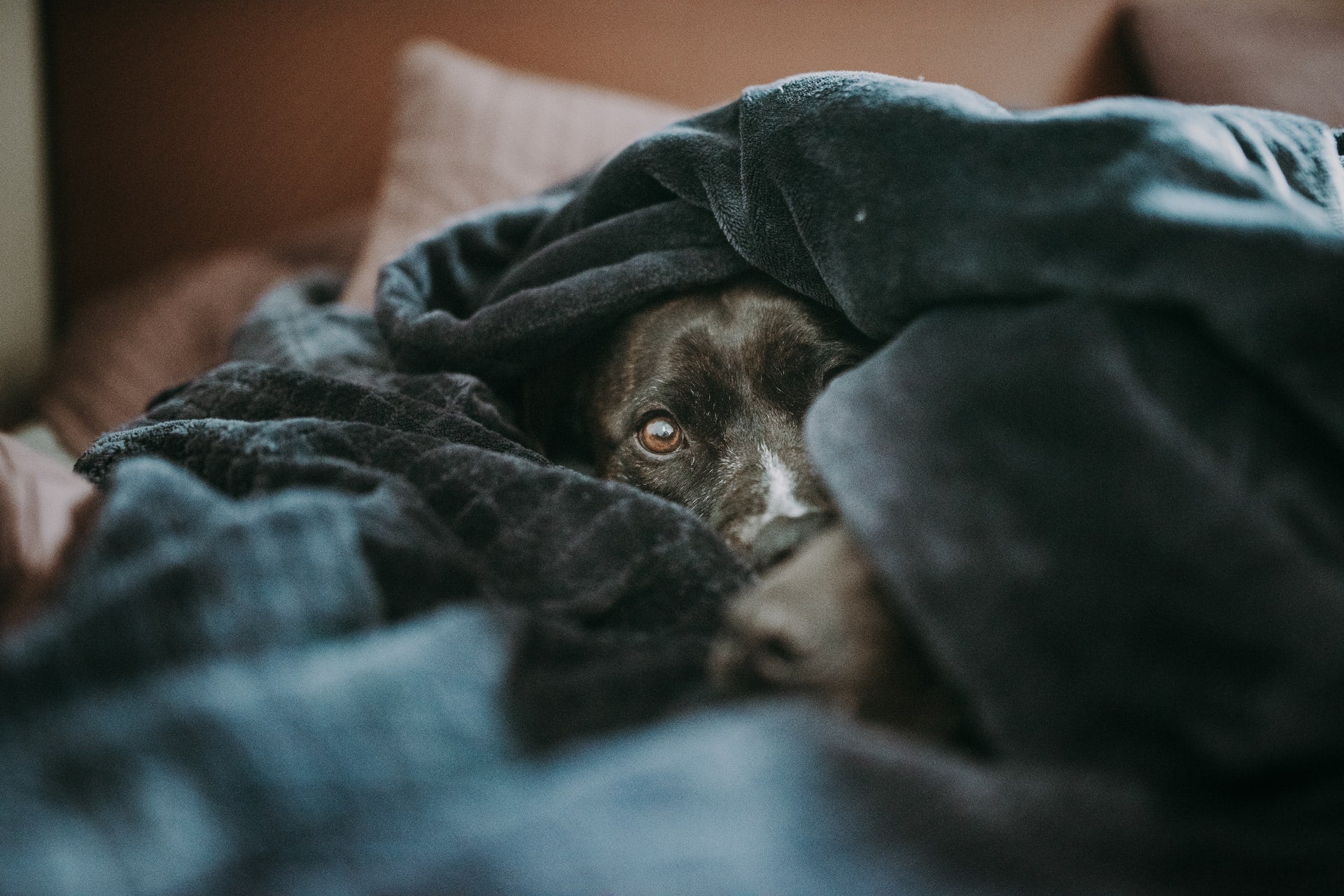 Dog Blanket