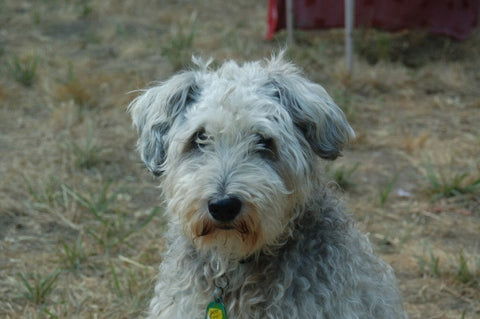 Adult schnoodle with long hair sitting on grass
