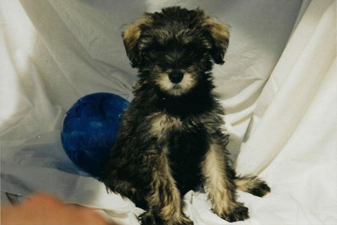 Black and white schnoodle puppy looks like a teddy bear