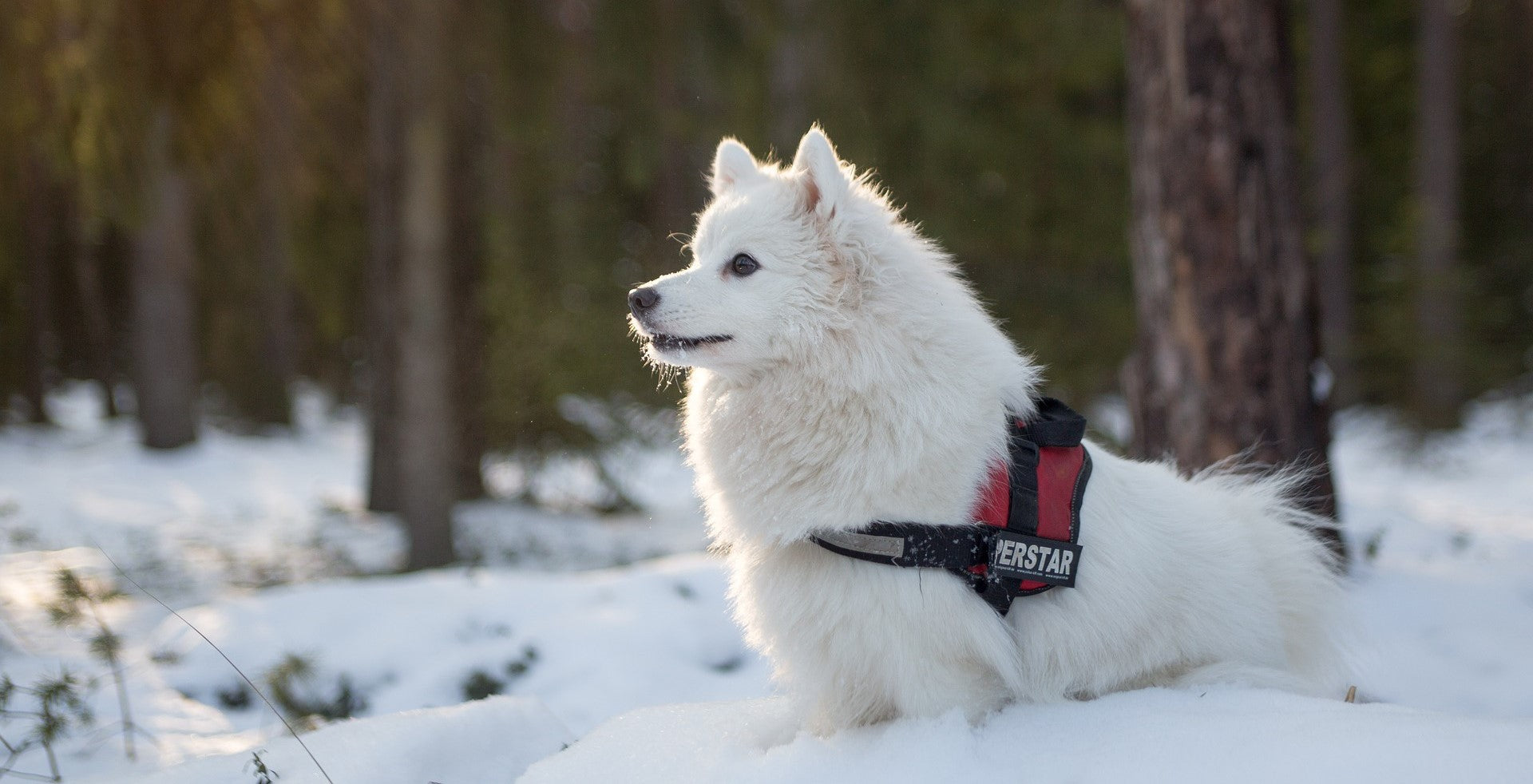 White dog in a winter snow